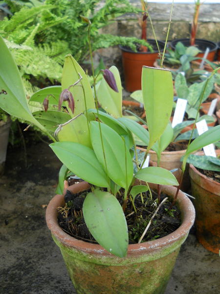 Pleurothallis stellis.jpg