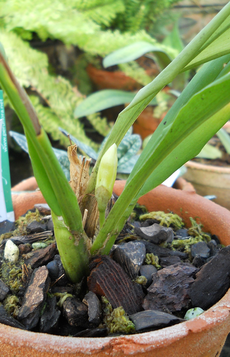 Chondroscaphe flaveola.jpg