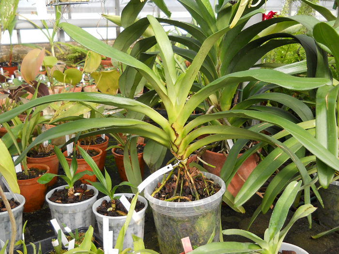 Орхидея Angraecum eburneum.jpg