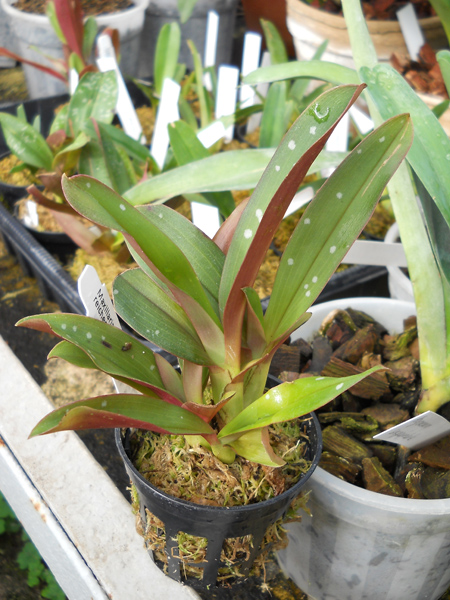 Maxillaria reichenheimiana.jpg