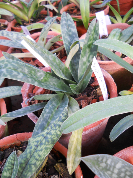 Paphiopedilum barbatum x primulinum.jpg