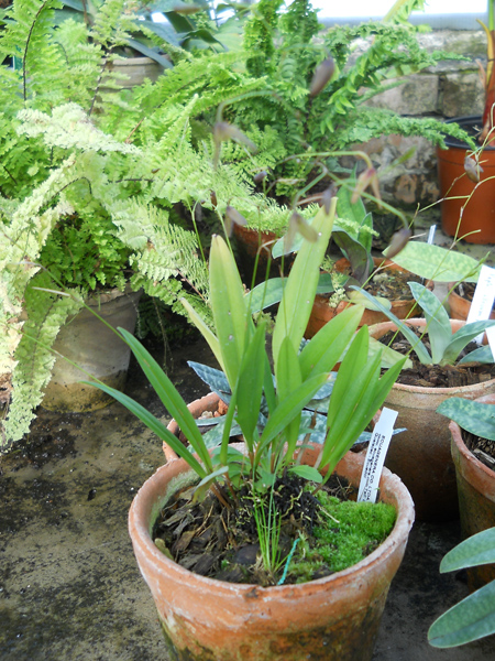 Pleurothallis flexuosa harry.jpg