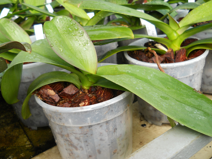 Doritaenopsis Chain Xen Pearl.jpg