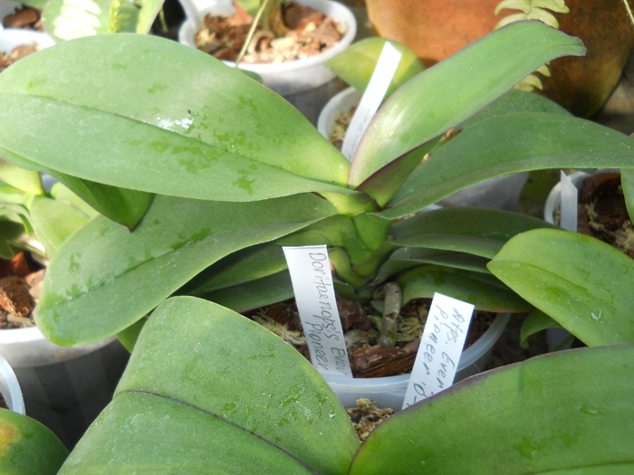 Doritaenopsis Ever Spring Pioneer 'O-1'.jpg