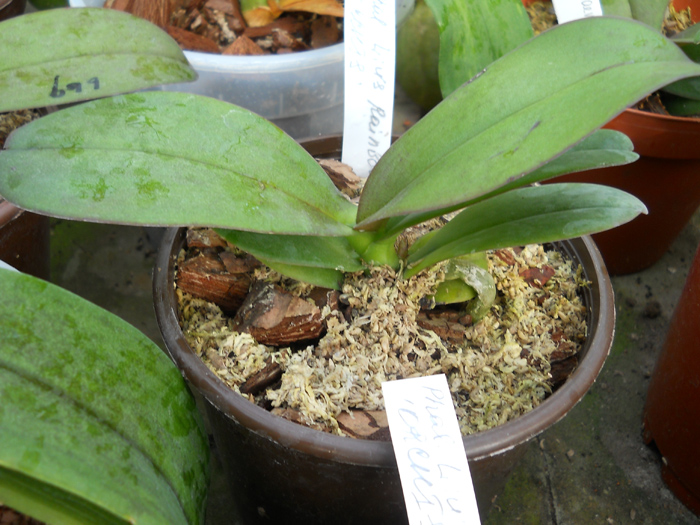 Phalaenopsis Liu's Rainbow 'ORCHIS'.jpg
