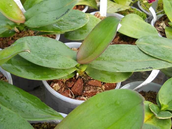 Doritaenopsis Sogo Berry.jpg
