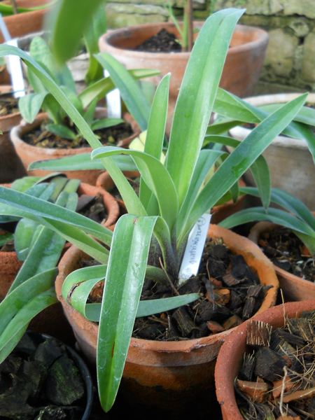 Paphiopedilum gratrixianum фото.jpg