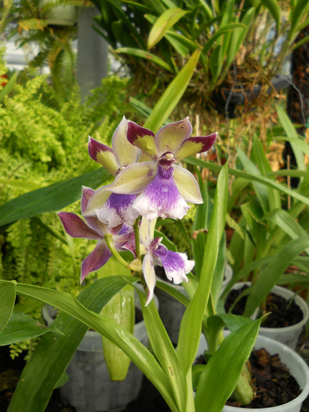 Zygopetalum hybrid фото.jpg