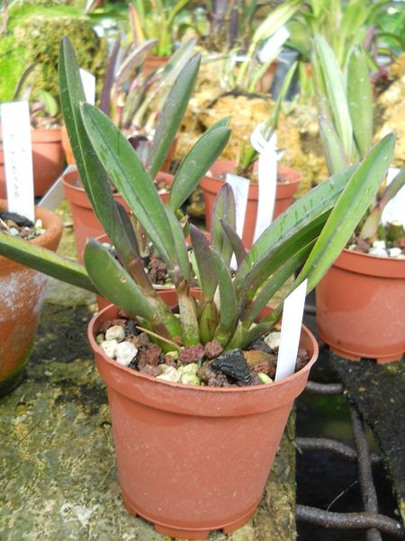 Laelia ghillanyi фото.jpg