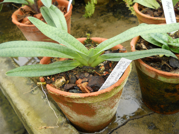 Paphiopedilum fanaticum 'In-Charm' x Paphiopedilum rothschildianum '266A'.jpg