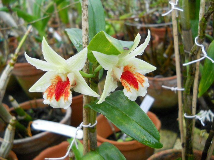 Dendrobium Dawn Maree 'ORCHIS'.jpg