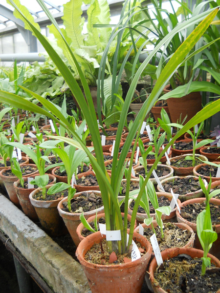 Cymbidium Dorothy Stockstill 'Forgotten Fruits'.jpg