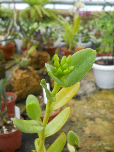 Epidendrum difforme.jpg