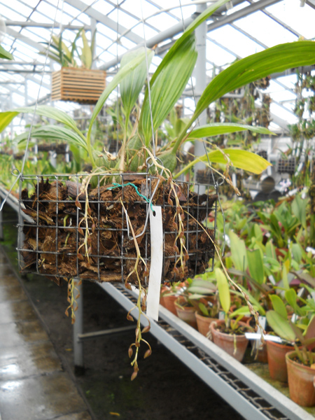 Cirrhaea loddigesii.jpg