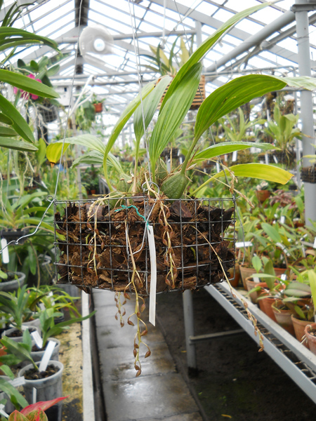 Cirrhaea loddigesii фото.jpg