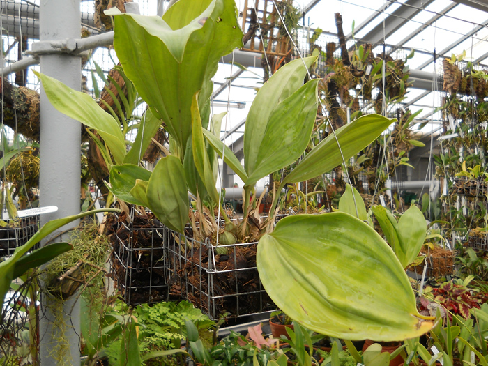 Stanhopea stevensonii фото.jpg
