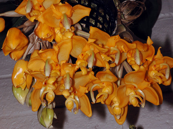Stanhopea stevensonii цветение.jpg