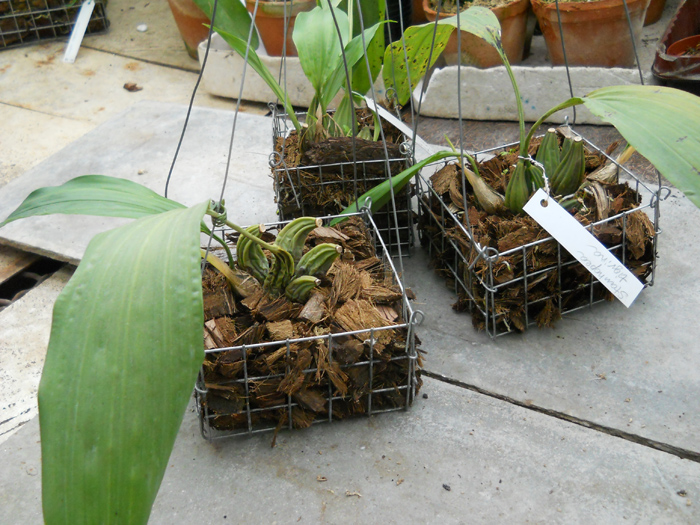 Stanhopea tigrina.jpg