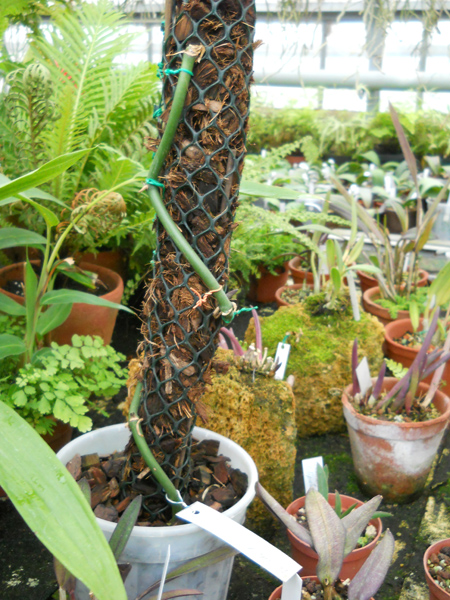 Vanilla planifolia.jpg