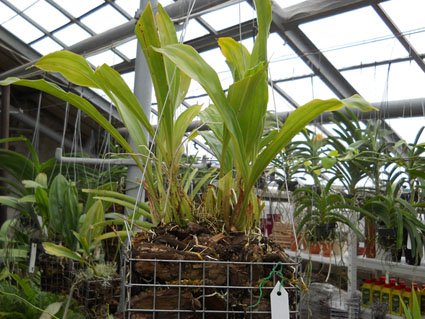 Gongora nigropunctata.jpg