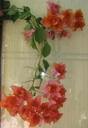 Бугенвиллия махровая (2).JPG