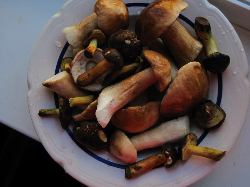 белые и моховики.jpg