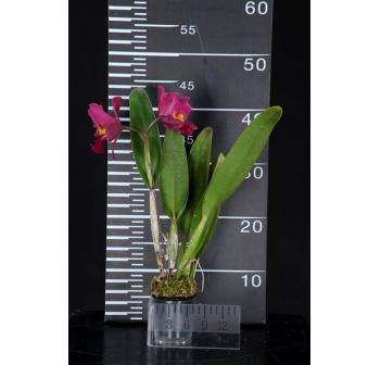 Blc. Chian Tzy Salmon.jpg