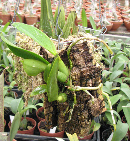 Laeliocattleya Mini Purple 'Blue Queen' фото.jpg