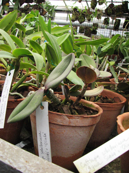 Cattleya schilleriana 'Biriricas' x Cattleya schilleriana 'Olinda'.jpg