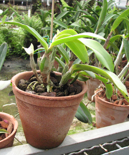 Laeliocattleya Dakao 'Flamea Enami'.jpg