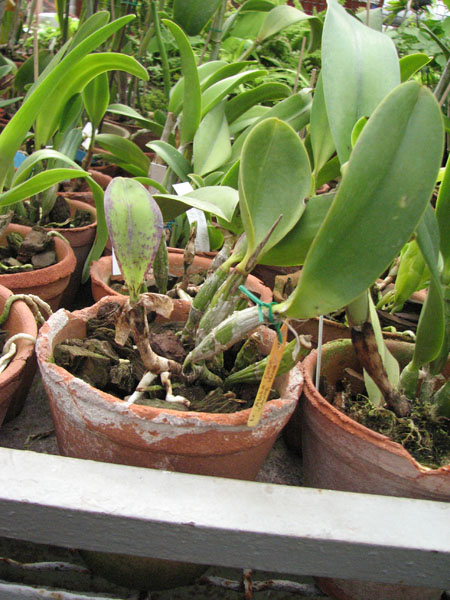 Laeliocattleya Aloha Case 'Ching Hua'.jpg