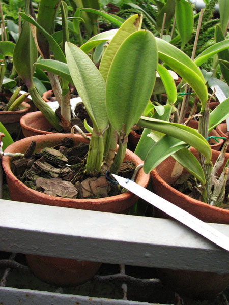 Laeliocattleya Hsiyting Ezcell.jpg