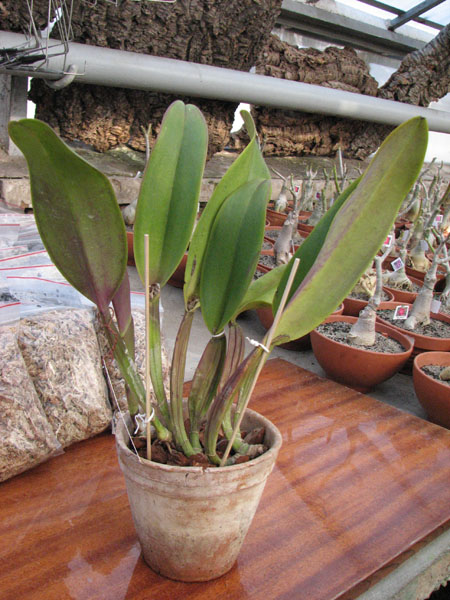 Brassolaeliocattleya Lucky Strike 'Golden Ring'.jpg
