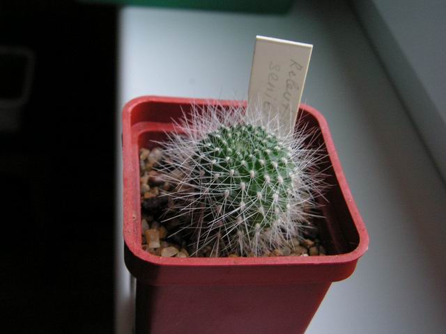 rebutia.jpg