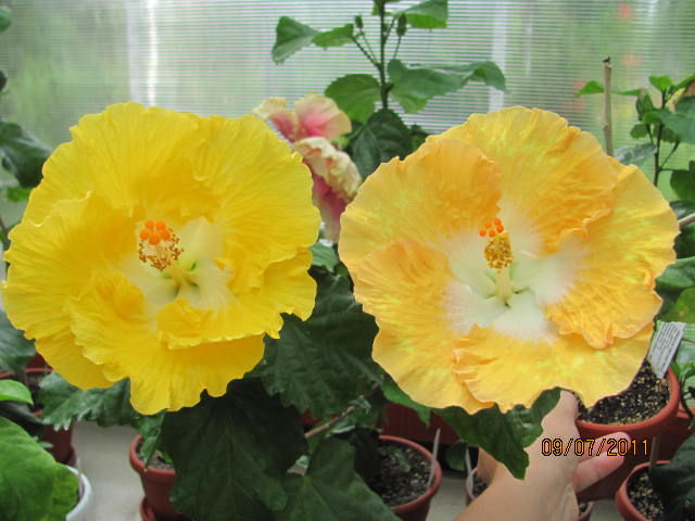 два разных сорта Emily и Harvest Moon