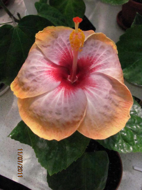 малыш Dark Charm