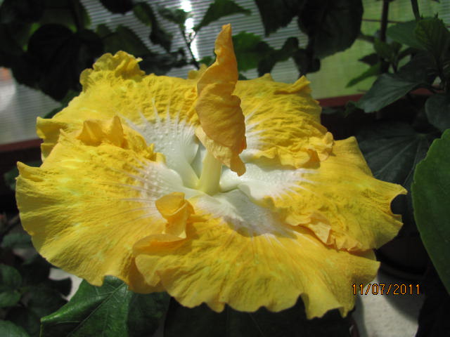 Harvest Moon в образе:)