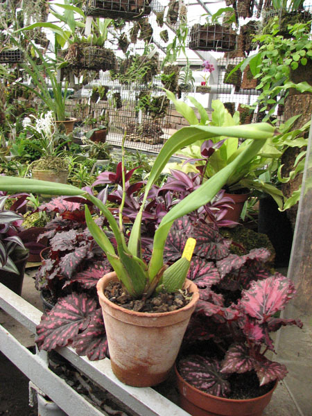 Odontoglossum Cynthia Hill.jpg