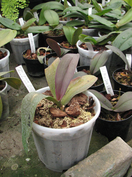 Doritaenopsis Black Butterfly x Minho Stripes) 'Kitty Cat'.jpg