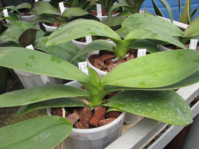 Doritaenopsis Chain Xen Pearl фото.jpg