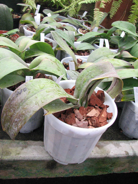 Doritaenopsis Black Butterfly 'ORCHIS-01'.jpg