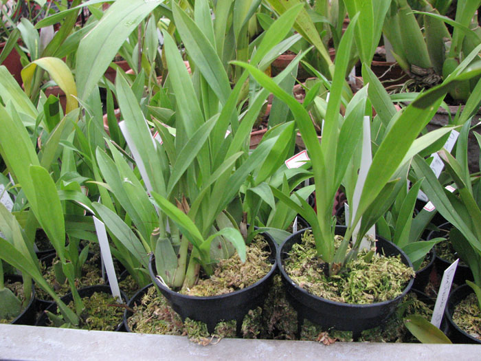 Oncidium Twinkle.jpg