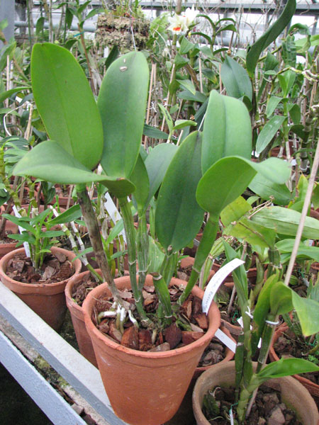 Potinara Burana Beauty Burana фото.jpg