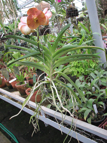 фото Vanda Bernice Miller x Vanda Fuchs Delight Dr Anek.jpg