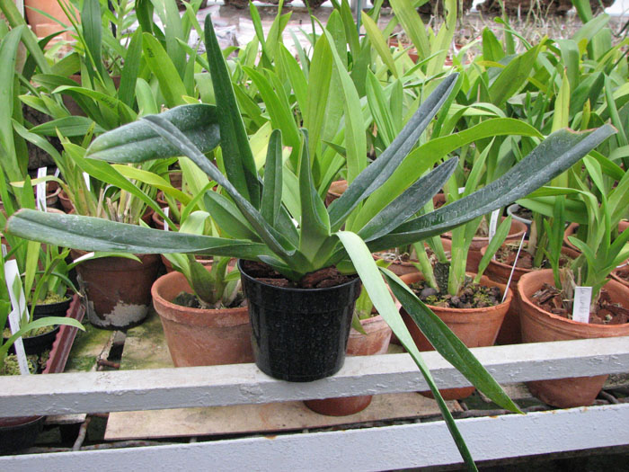 Paphiopedilum glaucophyllum x chamberlainianum x glanduliferum фото.jpg