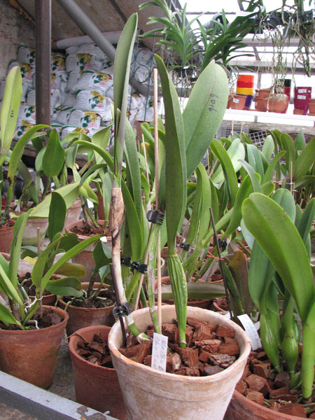 Rhyncholaeliocattleya Chia Lin 'Bau Chin Tian'.jpg
