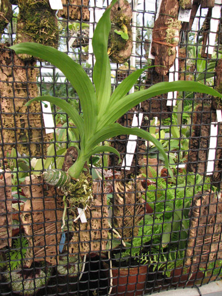 Catasetum (schmidtianum x Orchidglade) фото.jpg