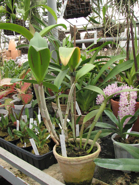 Cattlianthe Sagarik Wax 'Red Embroidered Ball'.jpg