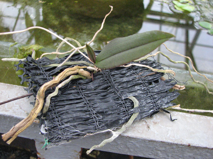 Phalaenopsis lowii.jpg