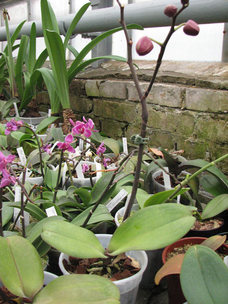 Doritaenopsis Taiwan Red Cat 'Red Cat' фото.jpg